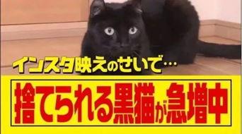 黑猫网红爆料最新消息,最新消息引发热议！”